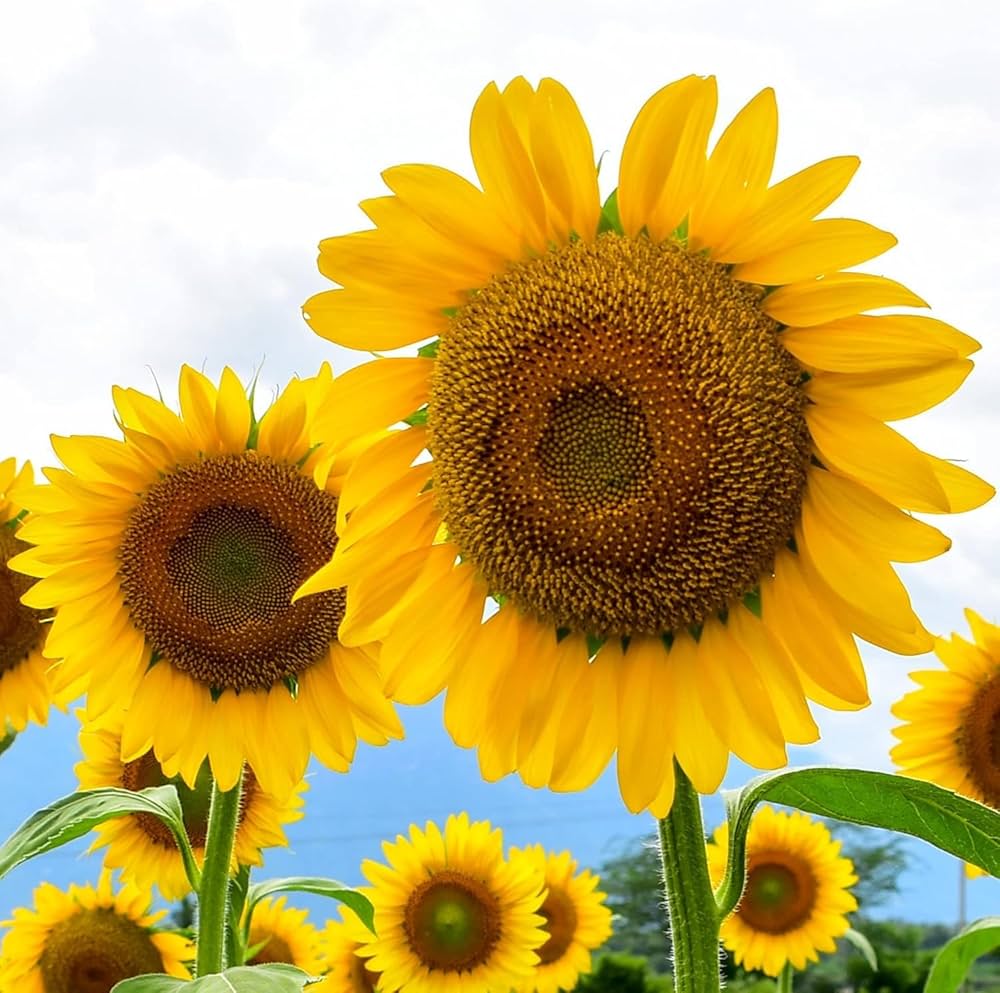 SUNFLOWER SEEDS -- STRIPED --- SUPER TALL --- GIANT – Heirloom, Non-GMO, High Germination Organic Garden Seeds