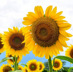Mammoth Sunflower Helianthus annuus for planting in flower bed