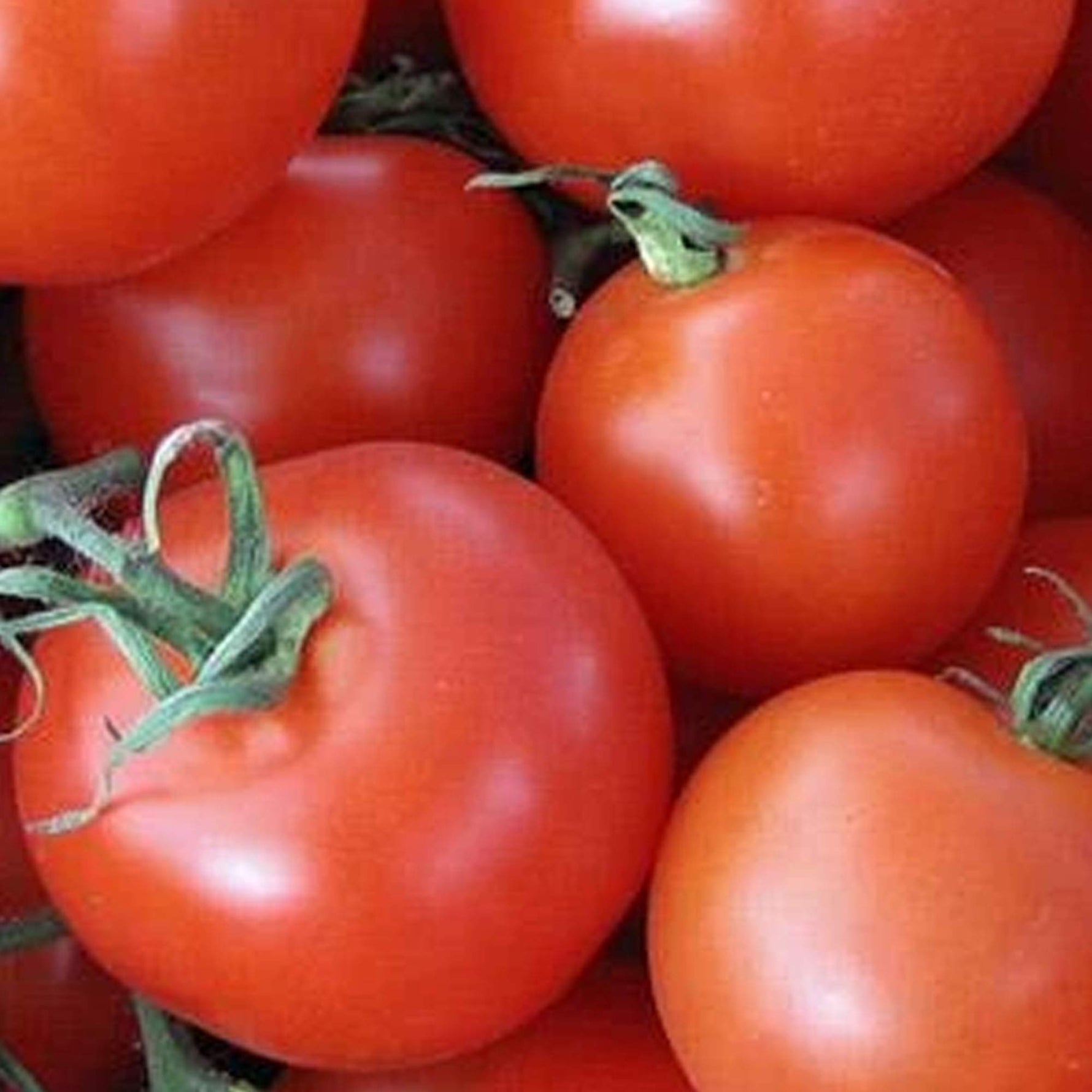 Heirloom Tomato Homestead Seeds for planting in home garden