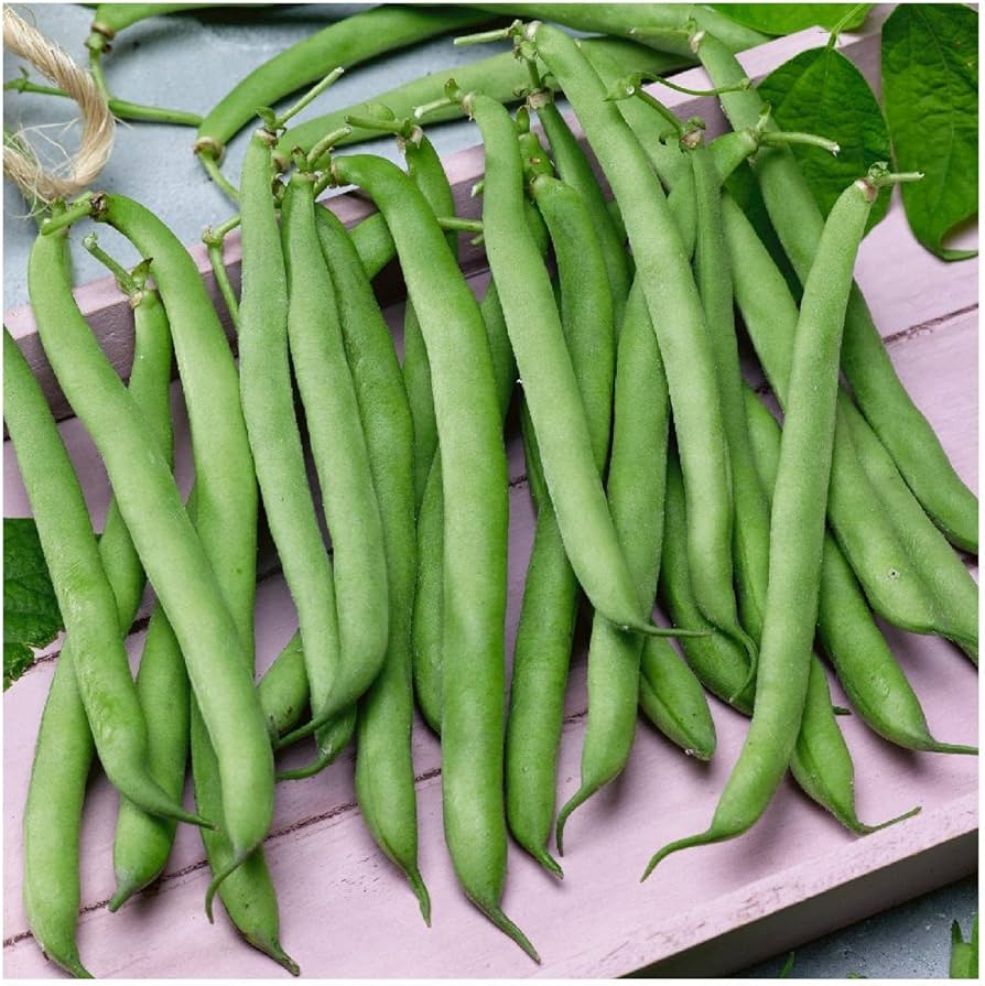 Tenderette Green Bean Phaseolus vulgaris vegetable seeds for vertical garden