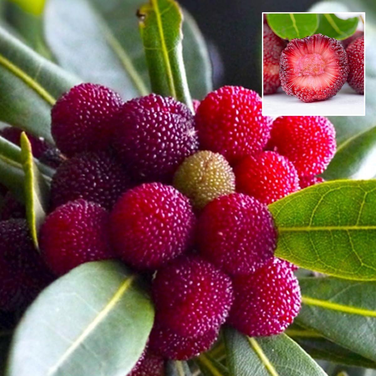 Myrica californica Bayberry Fruit Seeds for Planting - Heirllom and Non-GMO Seeds for Home Garden