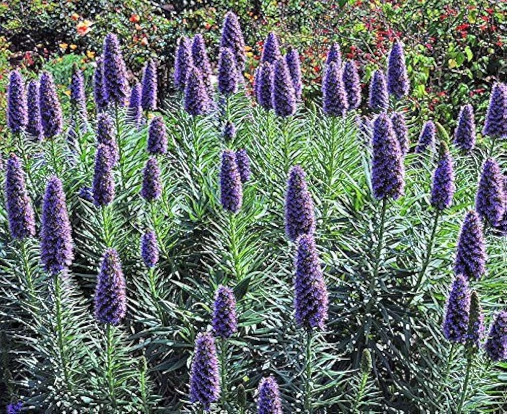 Echium Fastuosum Nattern Seeds