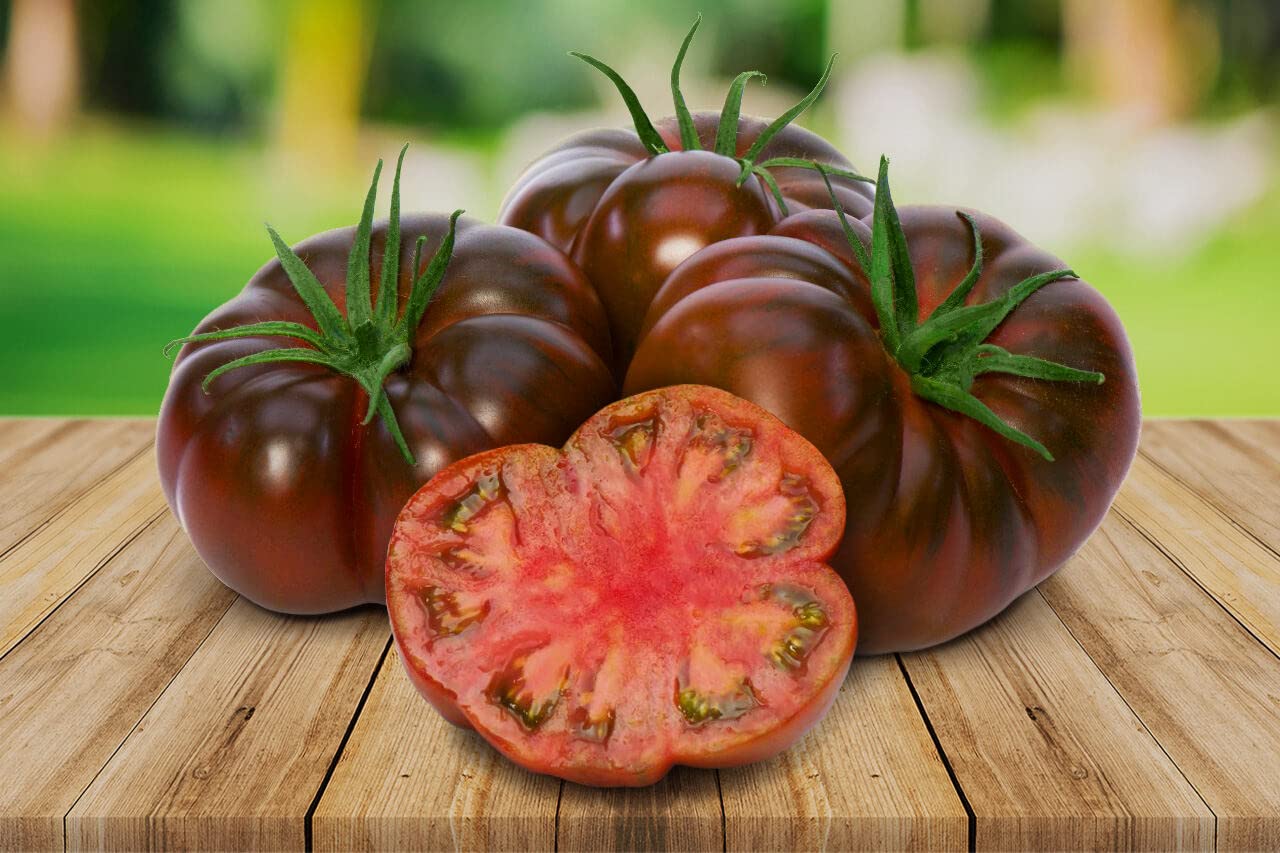 Tomato Solanum lycopersicum Schwarz Von Tula vegetable seeds for planting in home garden or grow bags