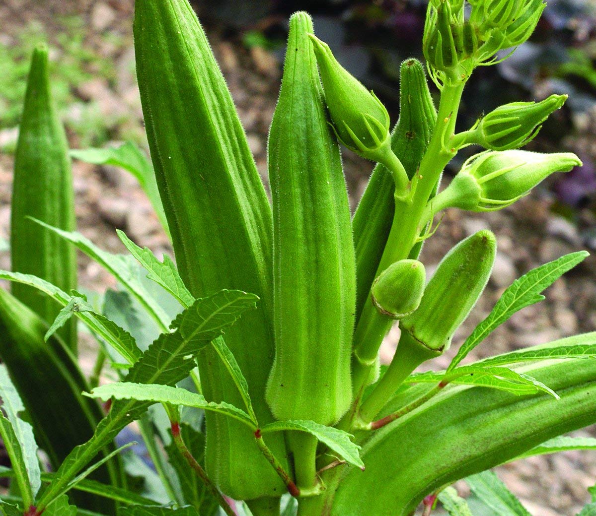 Okra Abelmoschus Esculentus Seeds for planting in vegetable patch