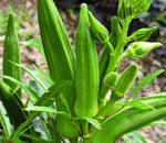 Okra Abelmoschus Esculentus Seeds for planting in vegetable patch