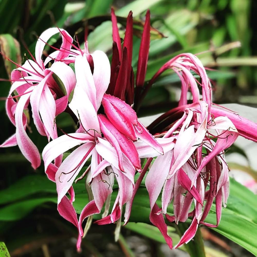 Crinum Crinum Asiaticum Flower Seeds for Planting – Great for Tropical Gardens and Large Ornamental Displays