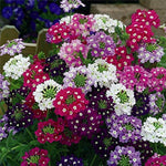 Vervain Flower Seeds for Garden Planting – Heirloom, Non-GMO, Fresh Blooming Variety seeds for planting in home garden