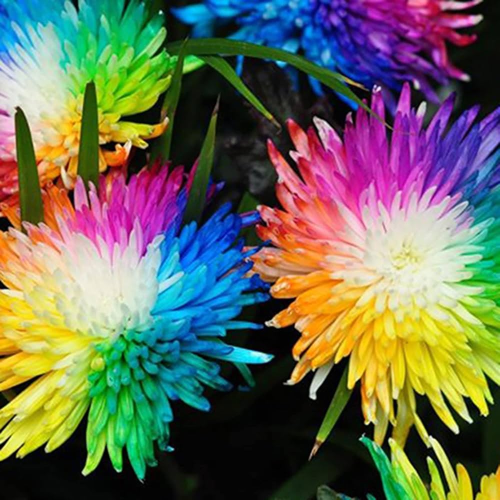 Rainbow Heuchera seeds for colorful flora and bee gardens