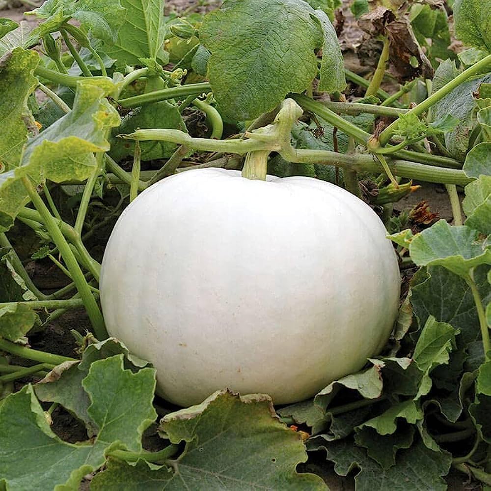 Pumpkin Cucurbita Pepo Small Sugar Vegetable Seeds for Planting – Great for Autumn Harvest and Backyard Gardens