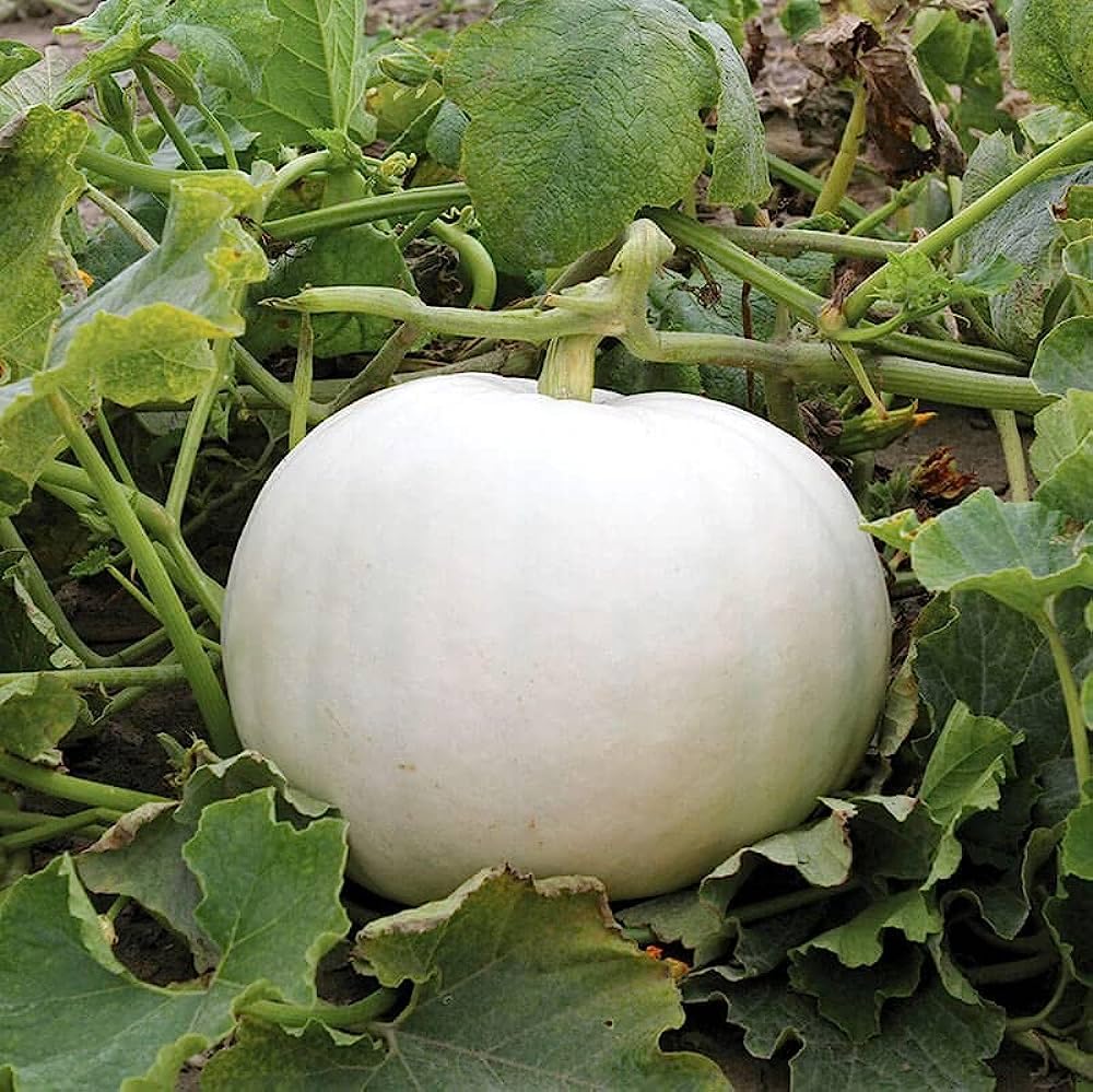 White Cushaw Pumpkin Seeds pcs Smooth for Painting