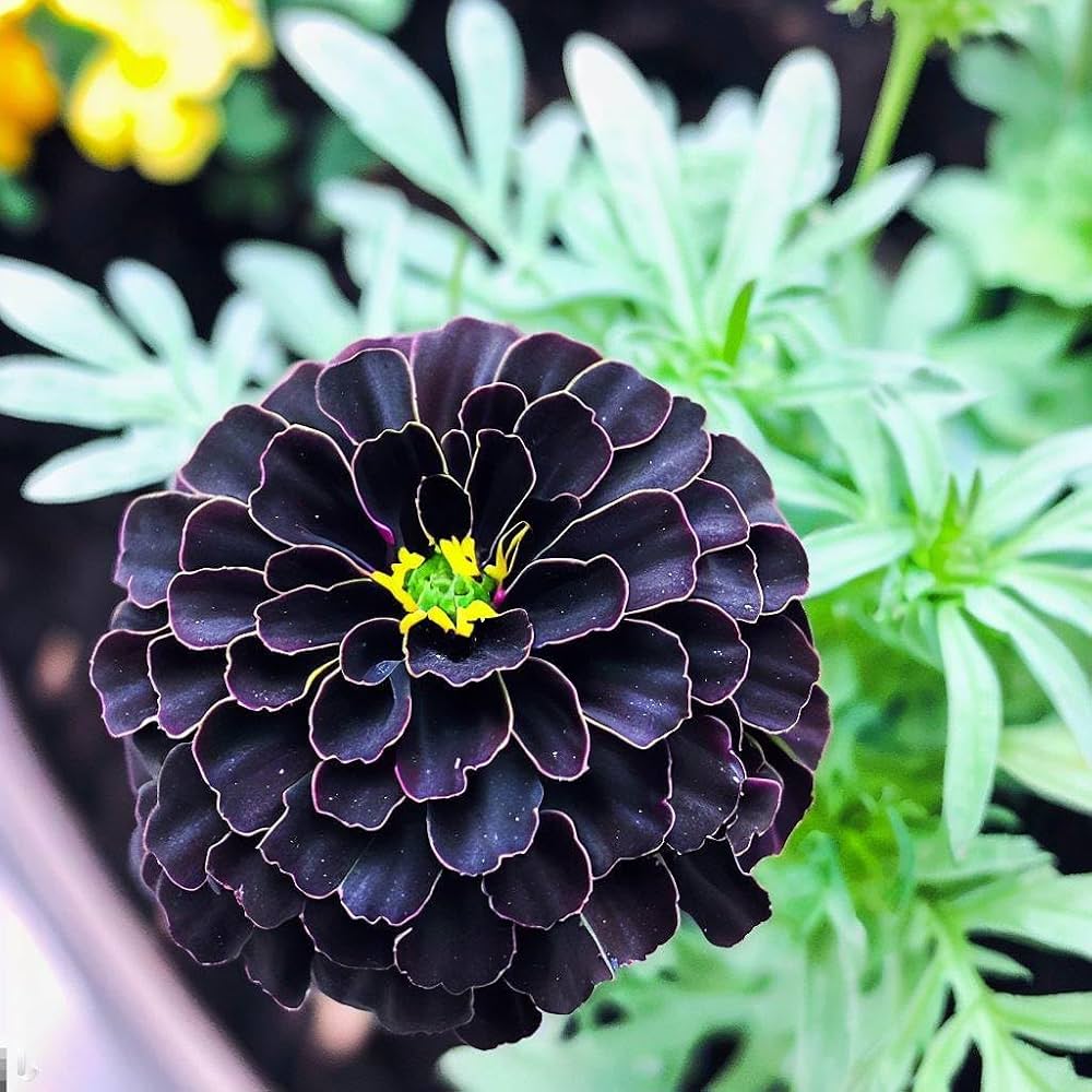African Marigold – Antigua Mixed Seeds – Seeds for Growing Large Border Flowers