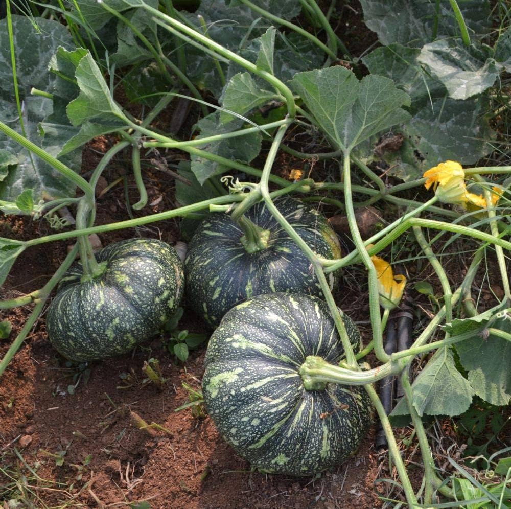 Golden Oblong Pumpkin seeds for vegetable garden cultivation