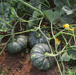 Golden Oblong Pumpkin seeds for vegetable garden cultivation