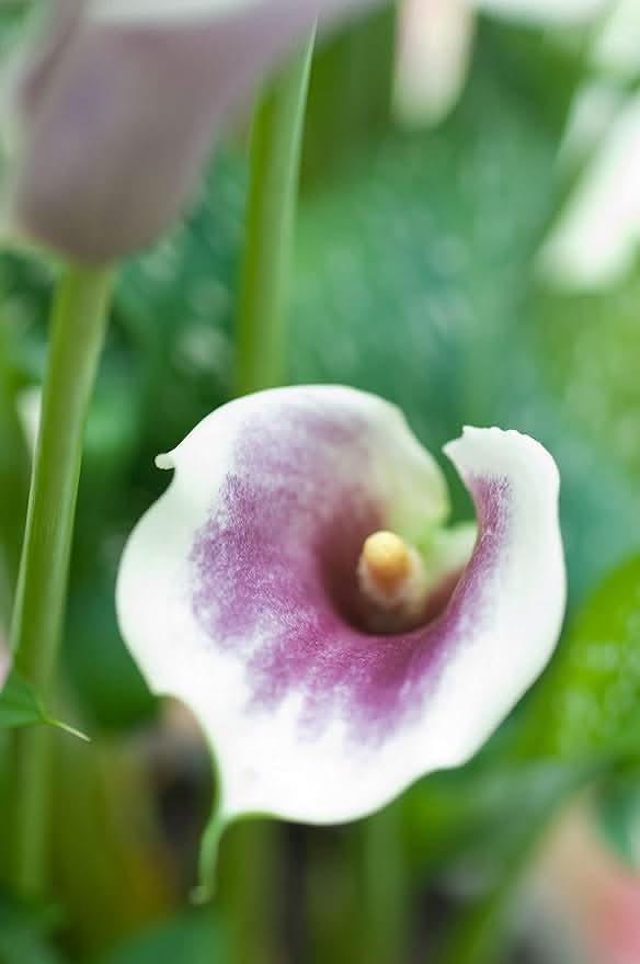 Calla Lily Zantedeschia Aethiopica Flower Seeds for Planting in Indoor Pots and Moist Garden Areas