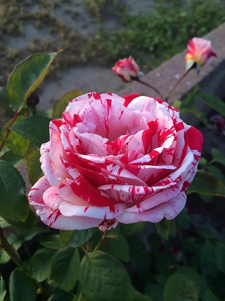 White Blood Rose rare Asaka variety seeds for garden or bonsai planting