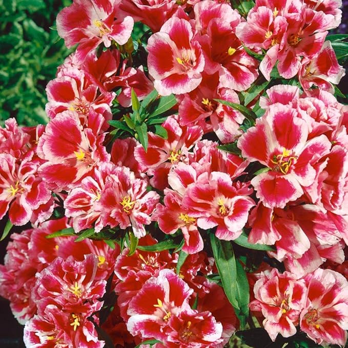 Godetia Rembrandt Clarkia spp. for planting in flower bed