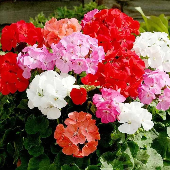 Heirloom Mixed Ivy Geranium Flower Seeds – Non-GMO Planting Seeds for Your Garden Dhara Seeds
