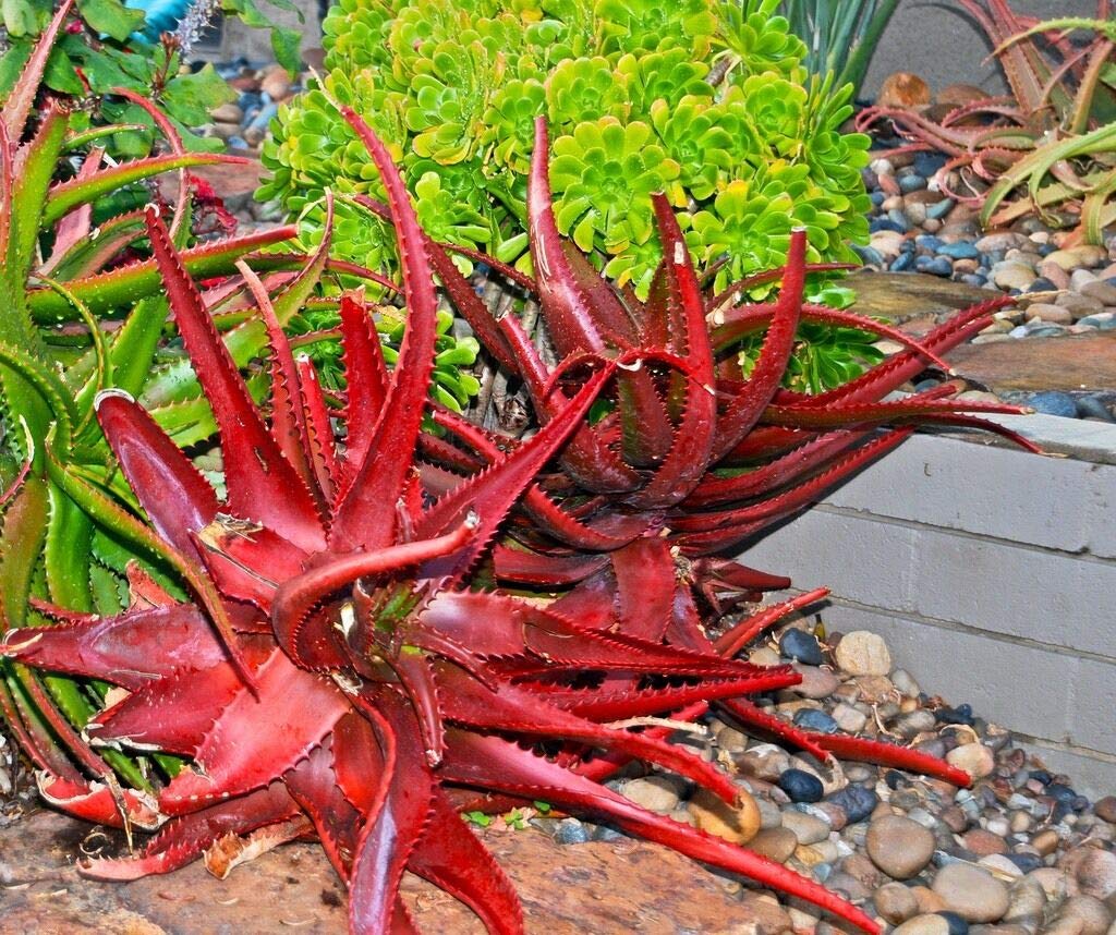 Rare Red Aloe Vera Plant Seeds for Planting-Heirloom & Non-GMO Seeds for planting – Fresh Herb for Your Garden