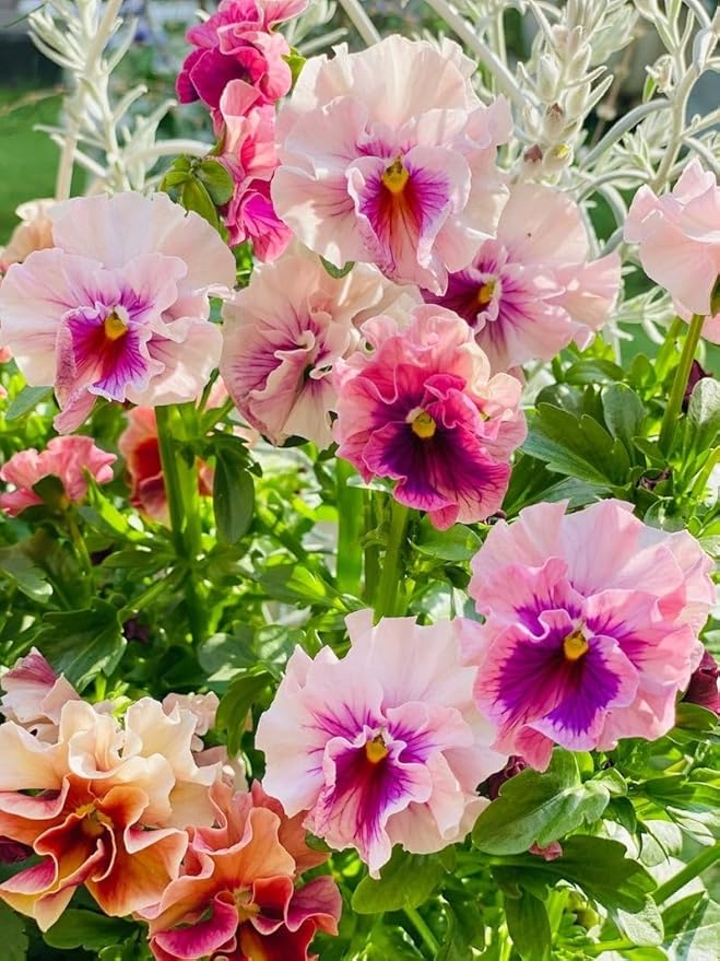 Real Pansy (Viola Cornuta) Seeds, Rare Indoor Flower Seeds for Bonsai & Garden Plants