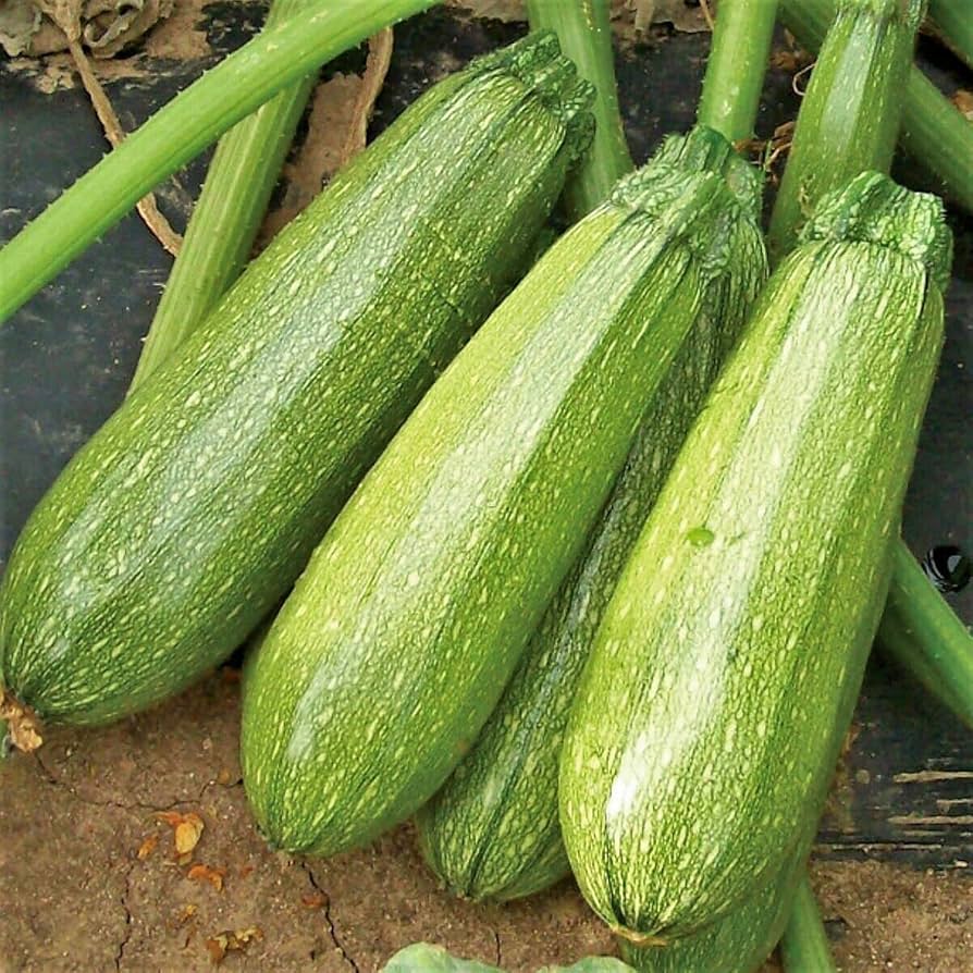 Grey Zucchini Organic Squash Seeds