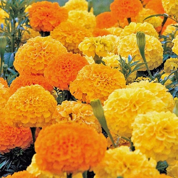 Tagetes erecta yellow Aztec marigold seeds for garden planting