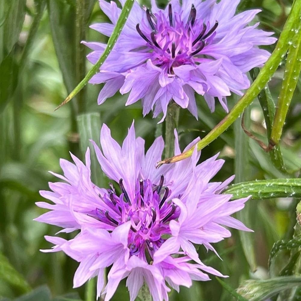 Purple Centaurea Flower Seeds for Planting, 100 seeds for planting in home garden