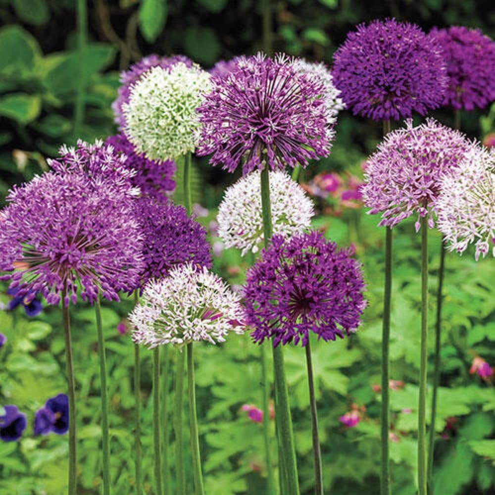 Allium Bulbs - Giant Mix