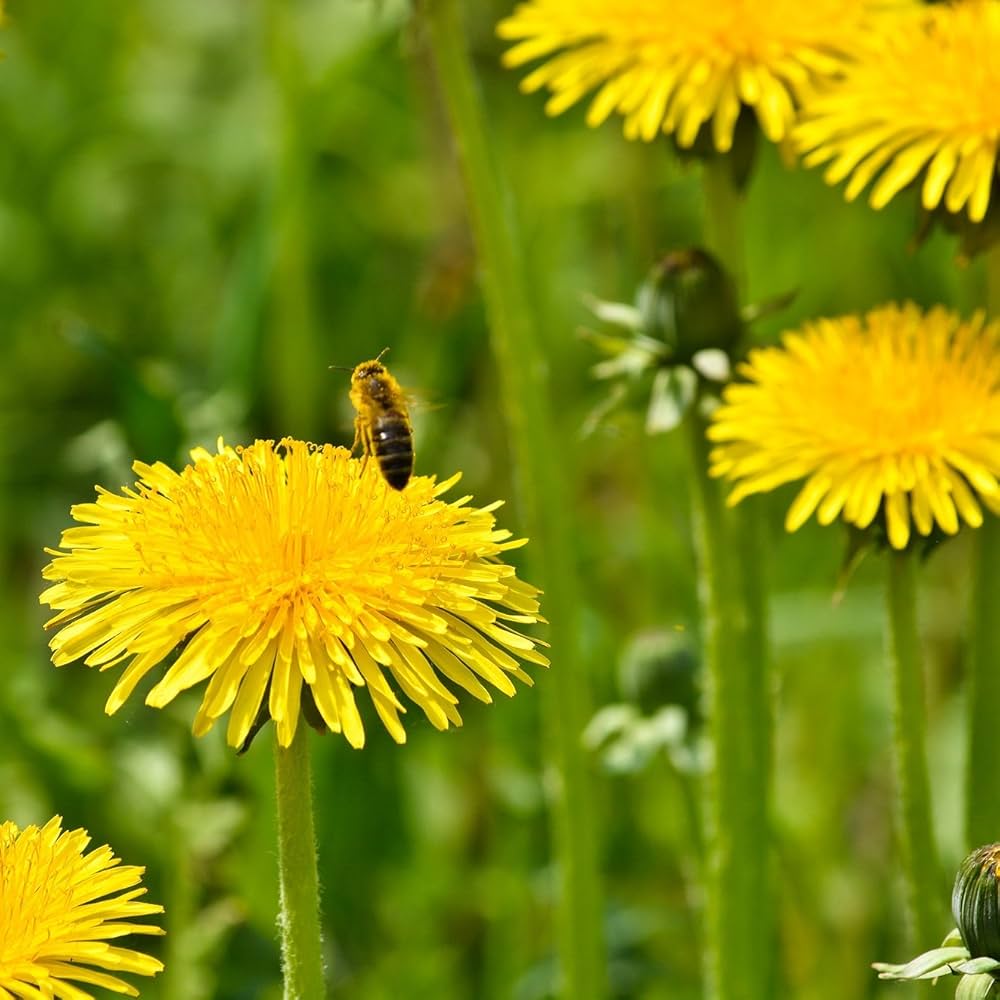 Yellow Dandelion Flower Seeds for Planting - 100 seeds for planting in home garden