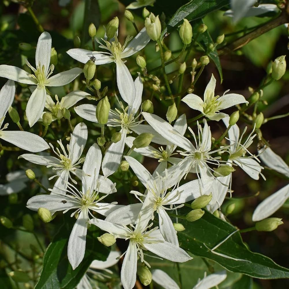 Clematis alpina Jungfrau Flowering Seeds For Planting in vertical garden or trellis spaces