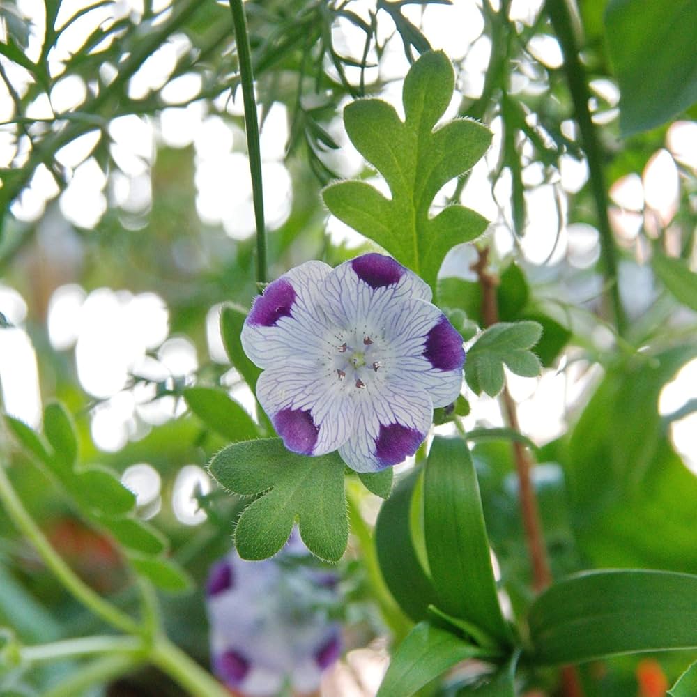 Five Spot Nemophila maculata flower seeds for planting in backyard flower beds and home garden containers