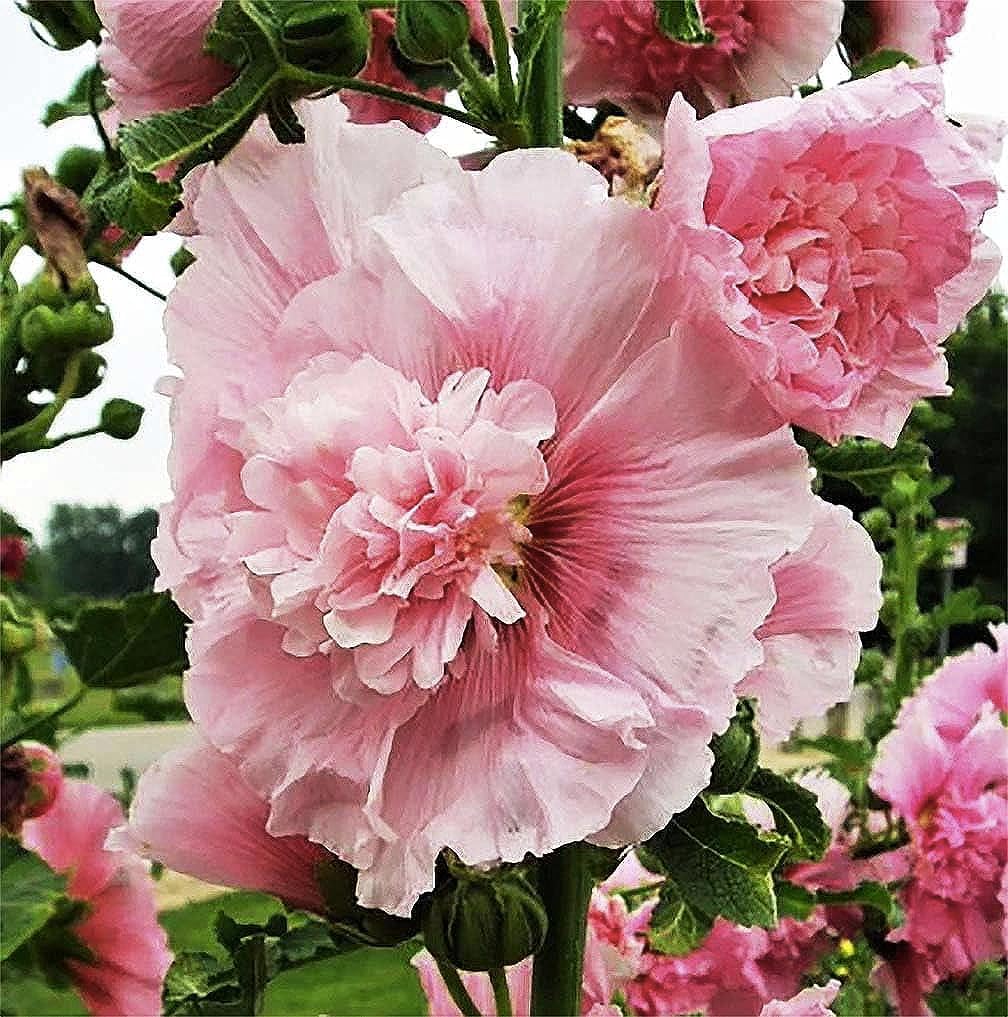 Hollyhock Seeds - Summer Carnival - Pink