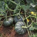 Calabaza Pumpkin Cucurbita moschata for planting in vegetable garden
