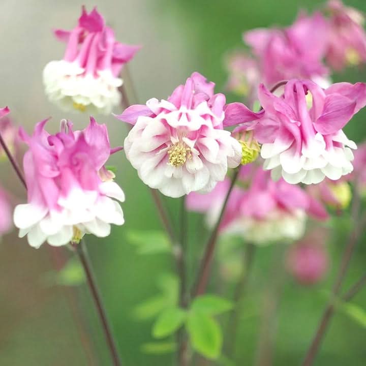 Aquilegia Columbine Ranunculaceae Flowering Seeds for Planting – Colorful Perennial Garden Blooms