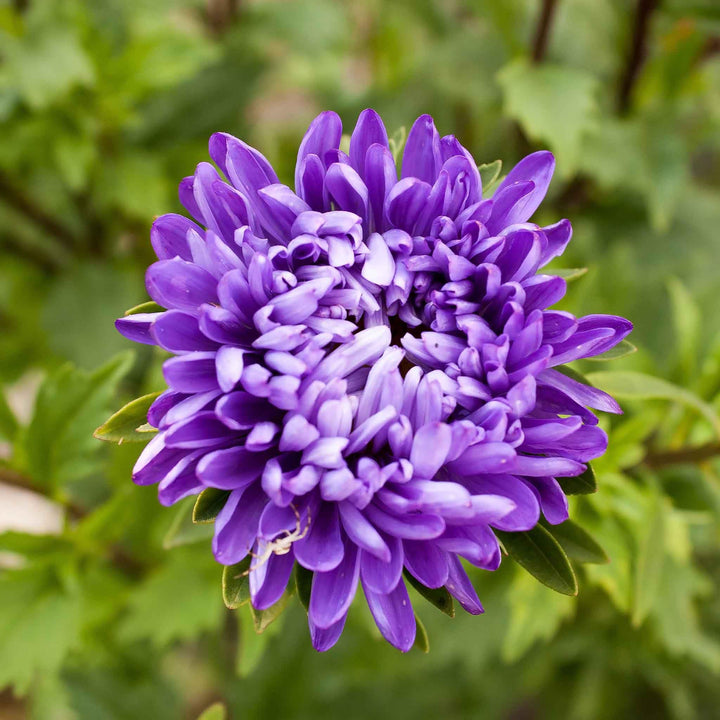 Giant Multi Aster Flower Seeds – Heirloom, Non-GMO Seeds for Planting Colorful Blooms