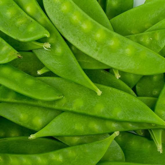 Pea Pisum sativum Mammoth Melting vegetable seeds for planting in kitchen garden or trellis rows