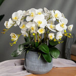Yellow White Phalaenopsis Orchid Flower Seeds – Heirloom, Non-GMO Seeds for Planting for planting in your garden.