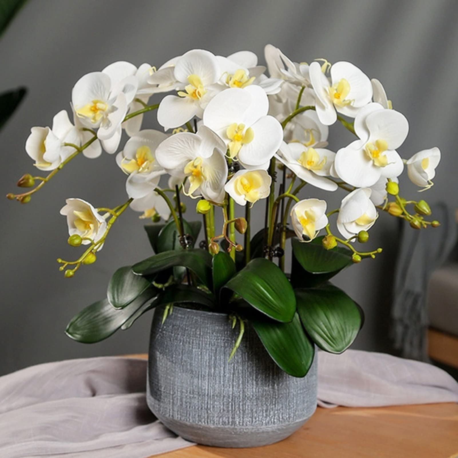 Yellow White Phalaenopsis Orchid Flower Seeds – Heirloom, Non-GMO Seeds for Planting for planting in your garden.