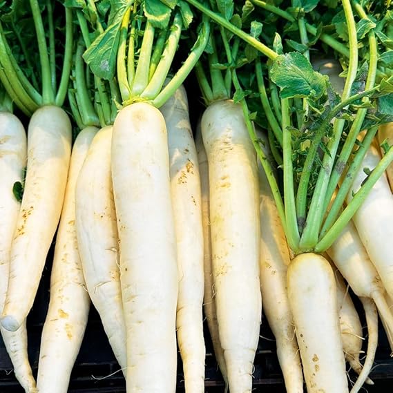 Radish Raphanus Sativus Giant White Mino Early Vegetable Seeds for Planting – Japanese Radish for Backyard and Culinary Use