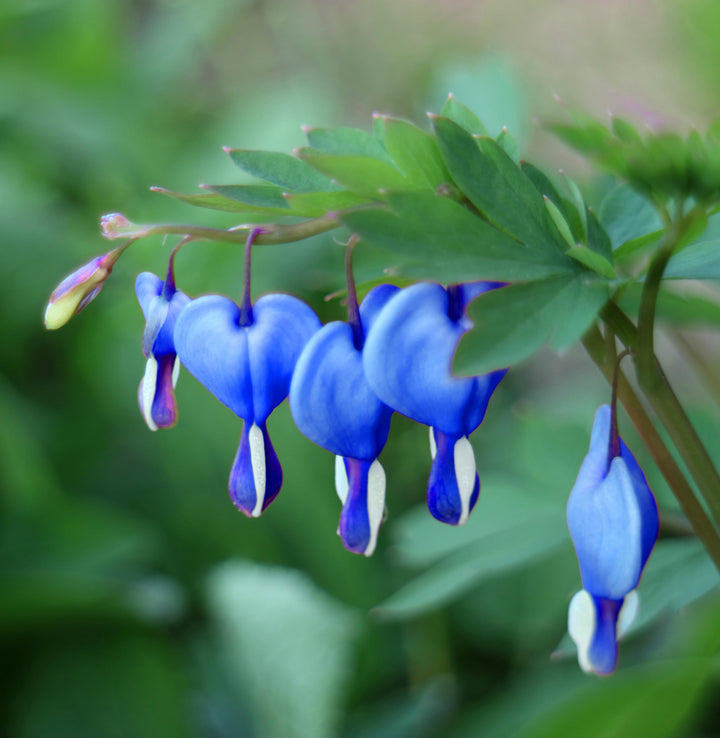 Heirloom Non-GMO Blue Bleeding Heart Flower Seeds for Unique Garden Borders and Romantic Planting