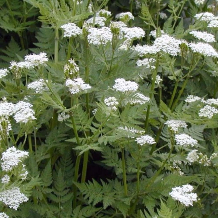 Cicely Flower Seeds for Planting 100