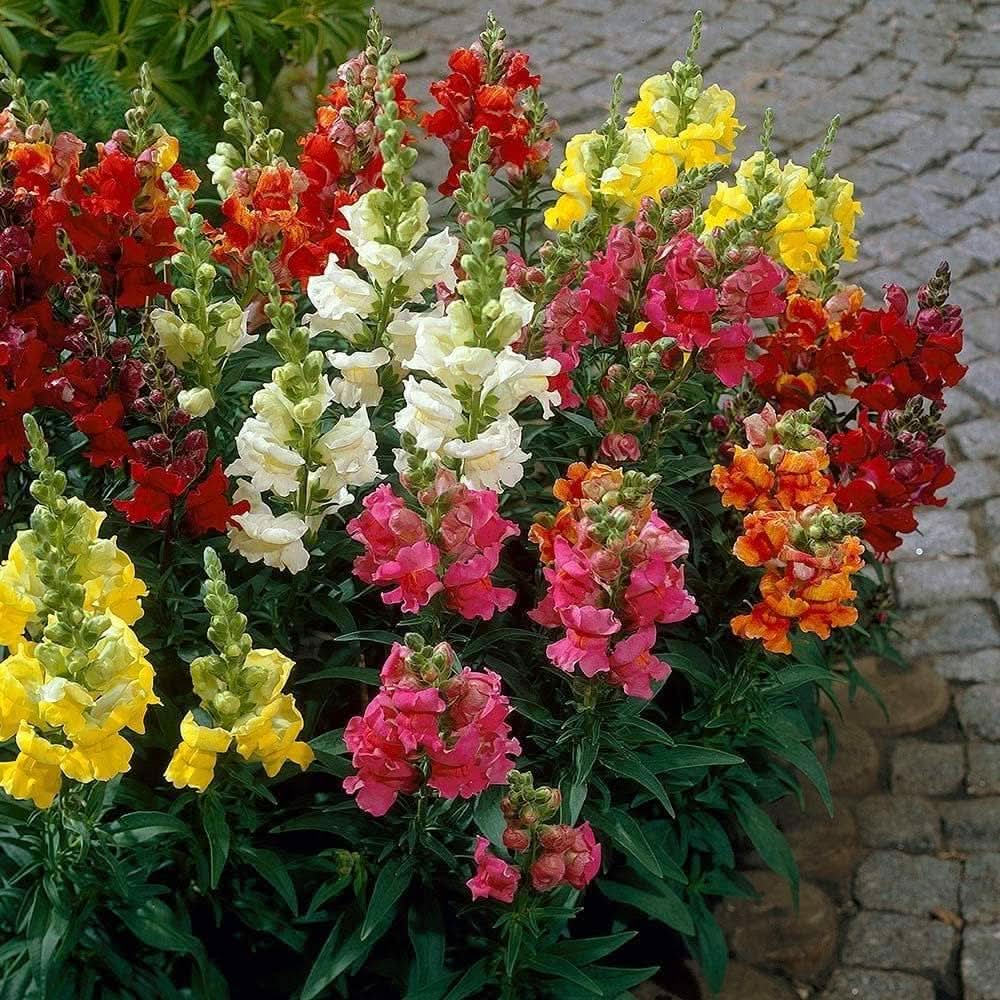 Snapdragon Antirrhinum Majus Flower Seeds for Planting in kitchen garden borders and indoor pots