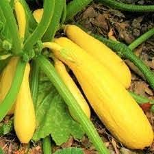 Crookneck Vegetable Seeds for Planting
