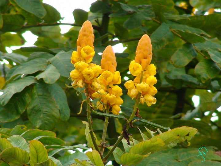 Yellow Cassia Candlestick Plant Seeds for Planting - 100