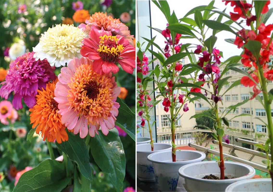 Zinnia Seeds - Scabiosa Flowered Mix