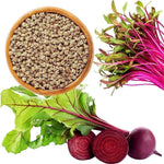 Sugar Beet Beta vulgaris plant seeds for planting