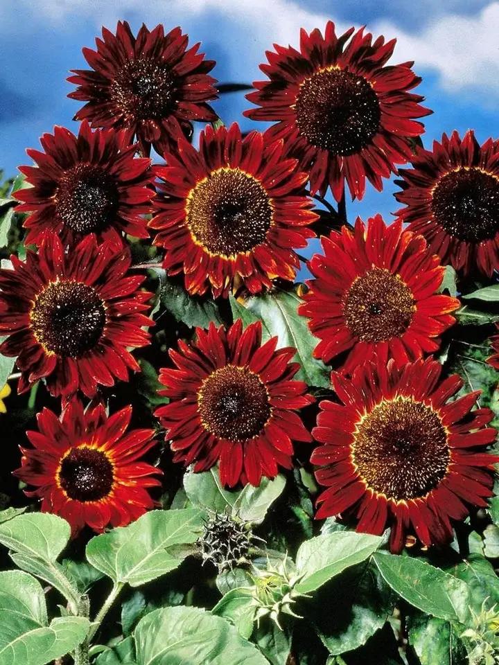 Maroon Sunflower Seeds for Planting – Bold Blooms, Easy to Grow, Perfect for Gardens & Borders Dhara Seeds