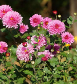 Chrysanthemums grown from highly fragrant seeds with full, aromatic blossoms