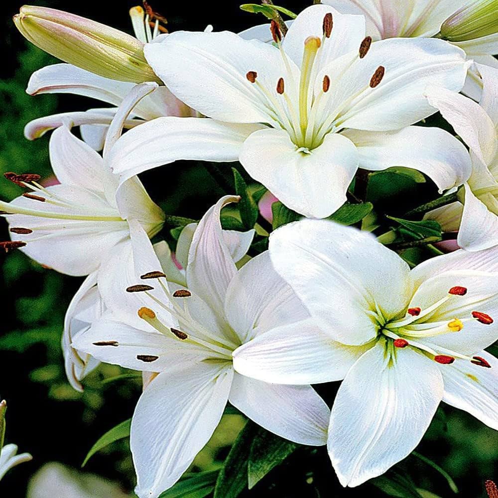 blue lily flower seeds Lily Seeds – Pure White Perennial Indoor & Outdoor – Dharaseeds