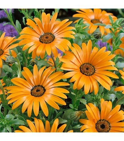 African Daisy Yellow Seeds for Planting for Flower Beds and Urban Gardens