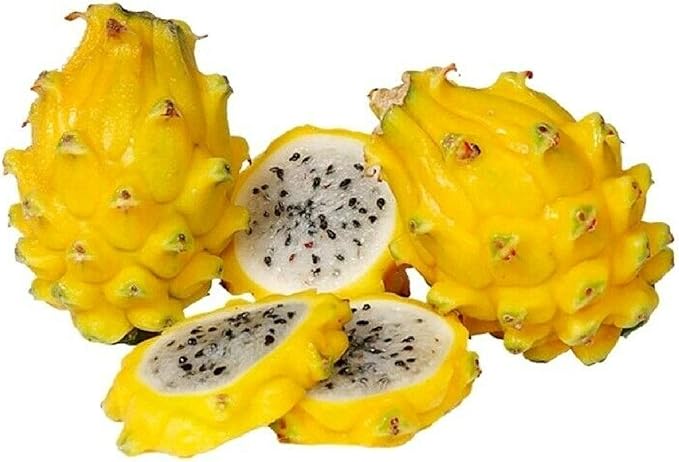 Dragon Fruit Pitaya White Seeds for Exotic Fruit Growing